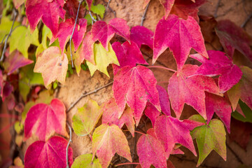 Autumn colors: leaves of Parthenocissus tricuspidata