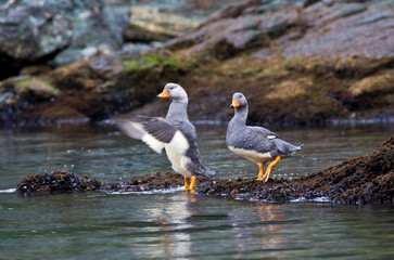 Flying Steamer-Duck, Tachyeres patachonicus