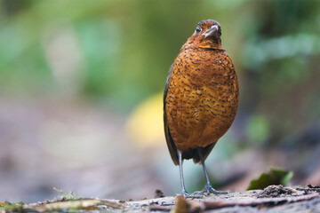 Giant Antpitta, Grallaria gigantea