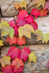 Autumn colors: leaves of Parthenocissus tricuspidata