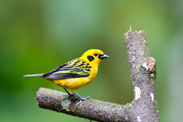 Goudtangare, Golden Tanager, Tangara Arthus