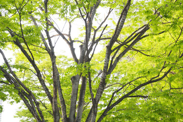 新緑の樹木