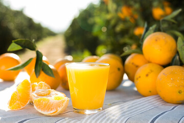 orange juice and oranges on table in orchard