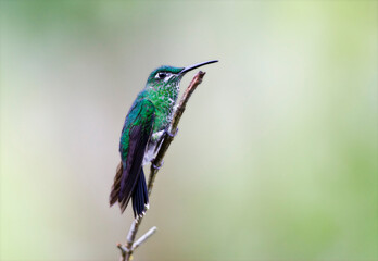 Green-crowned Brilliant, Heliodoxa jacula