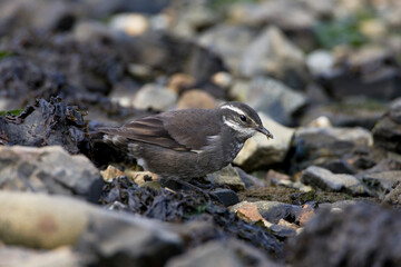 Grey-flanked Cinclode, Cinclodes oustaleti