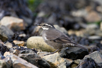 Grey-flanked Cinclode, Cinclodes oustaleti