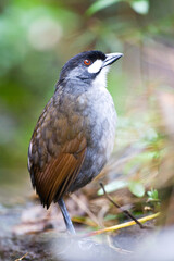 Jocotoco Antpitta, Grallaria ridgelyi