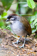 Jocotoco Antpitta, Grallaria ridgelyi