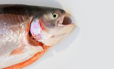 Fresh raw salmon on light background, copy space. Fresh gutted fish. Salmo salar