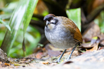 Jocotoco Antpitta, Grallaria ridgelyi