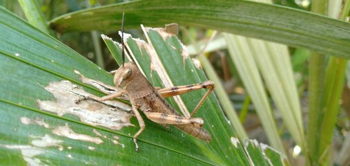 grasshopper on green leaf on the garden