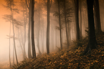 autumn woods on misty morning