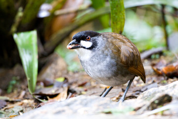 Jocotoco Antpitta, Grallaria ridgelyi