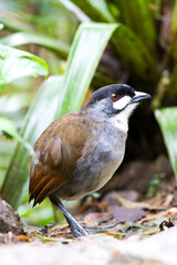 Jocotoco Antpitta, Grallaria ridgelyi