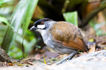 Jocotoco Antpitta, Grallaria ridgelyi