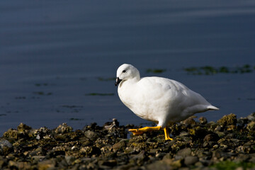 Kelp Goose, Chloephaga hybrida