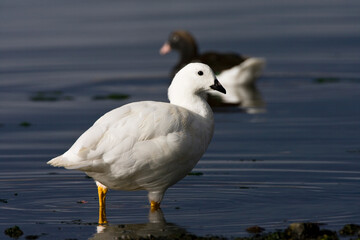 Fototapeta premium Kelp Goose, Chloephaga hybrida