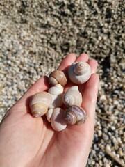 seashells on the beach