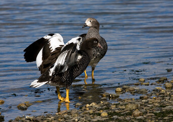 Kelp Goose, Chloephaga hybrida
