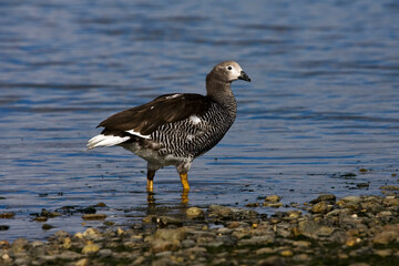 Kelp Goose, Chloephaga hybrida