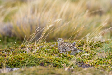 Least Seedsnipe, Thinocorus rumicivorus