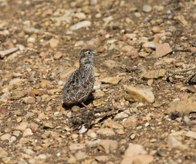 Least Seedsnipe, Thinocorus rumicivorus