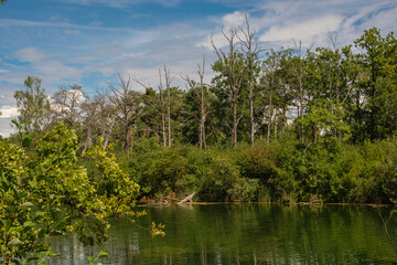 Bäume in einer Uferlandschaft an einem See / Fluss / Gewässer