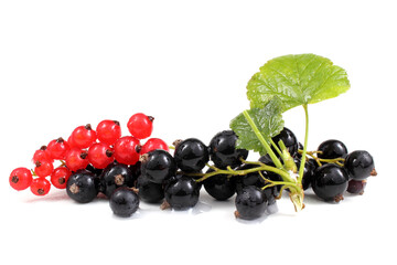 Black are red currant