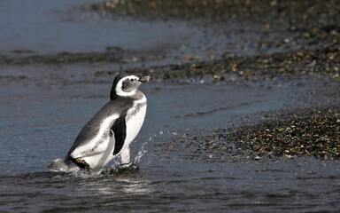 Magellanic Penguin, Spheniscus magellanicus