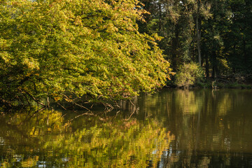 Uferlandschaft - Herbstliche Blätter spiegeln sich in einem See