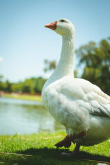 white goose in the city park surrounded by green grass and a lake
