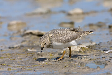 Magellanic Plover, Pluvianellus socialis