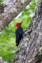 Magellanic Woodpecker, Campephilus magellanicus