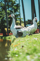 black and white goose in the city park surrounded by green grass and a lake
