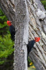 Magellanic Woodpecker, Campephilus magellanicus