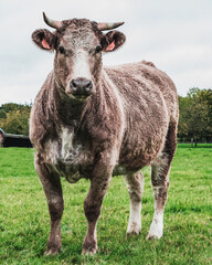 Portrait of a gray bull. The bull is a symbol of the new year 2021.