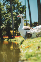 black and white goose in the city park surrounded by green grass and a lake
