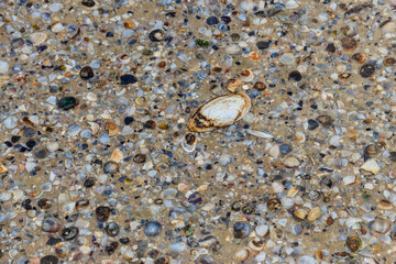 Background of the sea shells