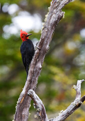 Magellanic Woodpecker, Campephilus magellanicus