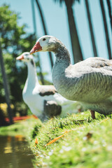 black and white goose in the city park surrounded by green grass and a lake

