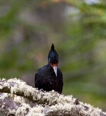 Magellanic Woodpecker, Campephilus magellanicus