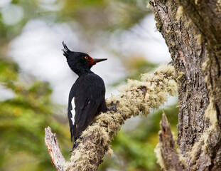 Magellanic Woodpecker, Campephilus magellanicus