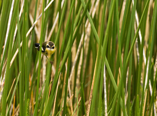Ornaattachuri, Many-coloured Rush-tyrant, Tachuris rubrigastra