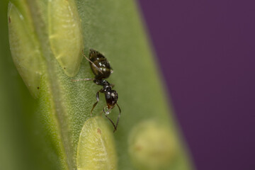 Macro shot of a brachymyrmex ant on a green plant