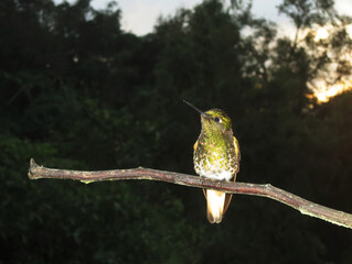 Bruinstaart-hoornkolibrie, Buff-tailed Coronet, Boissonneaua flavescens