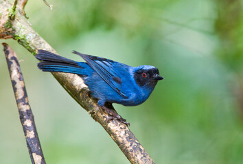 Maskerberghoningkruiper, Masked Flowerpiercer, Diglossa cyanea