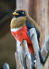 Fototapeta premium Maskertrogon, Masked Trogon, Trogon personatus