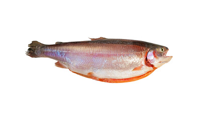 Whole fresh raw salmon isolated on white background. Fresh gutted fish. Salmo salar