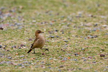 Rosse Ovenvogel, Rufous Hornero, Furnarius rufus