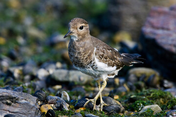 Rufous-chested Dotterel, Charadrius modestus